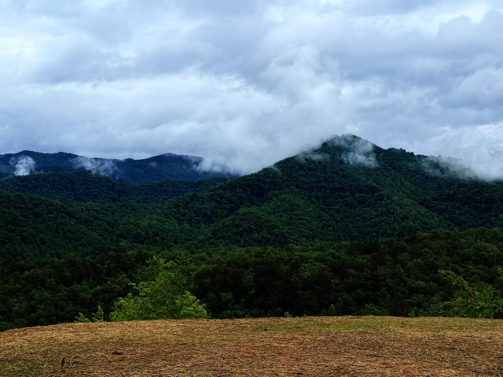 Lush green forest and misty treeline from Heaven's Door